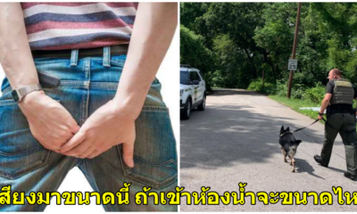คนร้ายเผลอ "ตด" ในขณะซ่อนตัวจากตำรวจ จนเป็นเหตุให้โดนจับกุมตัวจนได้ - WORLD OF BUZZ