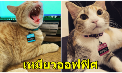บริษัทรับ 2 เหมียวน้อย "เดบิตและเครดิต"เข้าออฟฟิศ เพื่อเป็นการเพิ่มขวัญและกำลังใจให้กับพนักงาน - WORLD OF BUZZ