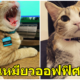 บริษัทรับ 2 เหมียวน้อย "เดบิตและเครดิต"เข้าออฟฟิศ เพื่อเป็นการเพิ่มขวัญและกำลังใจให้กับพนักงาน - WORLD OF BUZZ