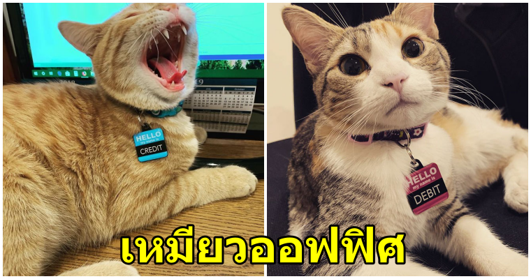 บริษัทรับ 2 เหมียวน้อย "เดบิตและเครดิต"เข้าออฟฟิศ เพื่อเป็นการเพิ่มขวัญและกำลังใจให้กับพนักงาน - WORLD OF BUZZ