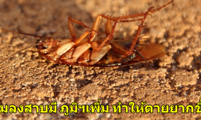 ผลการศึกษาค้นพบว่า "แมลงสาบ" ตายยากขึ้นกว่าเดิม - WORLD OF BUZZ 1