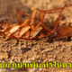 ผลการศึกษาค้นพบว่า "แมลงสาบ" ตายยากขึ้นกว่าเดิม - WORLD OF BUZZ 1