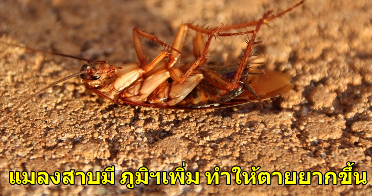 ผลการศึกษาค้นพบว่า "แมลงสาบ" ตายยากขึ้นกว่าเดิม - WORLD OF BUZZ 1