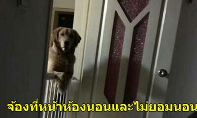 เจ้าตูบยืนมองเจ้าของที่หน้าประตูห้องนอนทุกคืนจนกว่าเขาจะหลับ ภายหลังจึงรู้เหตุผลว่าทำไม..... - WORLD OF BUZZ