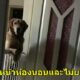 เจ้าตูบยืนมองเจ้าของที่หน้าประตูห้องนอนทุกคืนจนกว่าเขาจะหลับ ภายหลังจึงรู้เหตุผลว่าทำไม..... - WORLD OF BUZZ