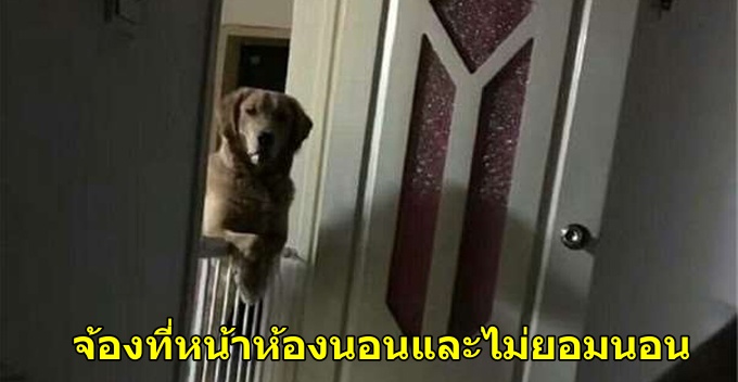 เจ้าตูบยืนมองเจ้าของที่หน้าประตูห้องนอนทุกคืนจนกว่าเขาจะหลับ ภายหลังจึงรู้เหตุผลว่าทำไม..... - WORLD OF BUZZ