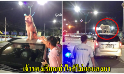 น้องหมาปีนขึ้นหลังคารถ เรียกเท่าไหร่ก็ไม่ยอมลง จนต้องเรียกตำรวจมาเกลี้ยกล่อมกันเป็นชั่วโมง - WORLD OF BUZZ