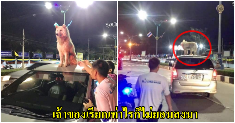 น้องหมาปีนขึ้นหลังคารถ เรียกเท่าไหร่ก็ไม่ยอมลง จนต้องเรียกตำรวจมาเกลี้ยกล่อมกันเป็นชั่วโมง - WORLD OF BUZZ