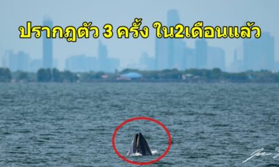 มหัศจรรย์ 'วาฬบรูด้า' โผล่ปรากฎตัวปากน้ำเจ้าพระยา ดร.ธรณ์ วอนทุกคนหยุดการทิ้งขยะพลาสติกลงแม่น้ำ - WORLD OF BUZZ 2