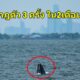 มหัศจรรย์ 'วาฬบรูด้า' โผล่ปรากฎตัวปากน้ำเจ้าพระยา ดร.ธรณ์ วอนทุกคนหยุดการทิ้งขยะพลาสติกลงแม่น้ำ - WORLD OF BUZZ 2
