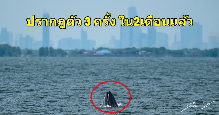 มหัศจรรย์ 'วาฬบรูด้า' โผล่ปรากฎตัวปากน้ำเจ้าพระยา ดร.ธรณ์ วอนทุกคนหยุดการทิ้งขยะพลาสติกลงแม่น้ำ - WORLD OF BUZZ 2
