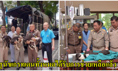 รัชกาลที่10 ทรงรับอุปการะ 13 สุนัขเกรทเดนที่ถูกปล่อยให้อดโซ ไว้ในพระราชบรมราชานุเคราห์ - WORLD OF BUZZ
