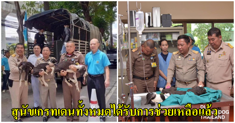 รัชกาลที่10 ทรงรับอุปการะ 13 สุนัขเกรทเดนที่ถูกปล่อยให้อดโซ ไว้ในพระราชบรมราชานุเคราห์ - WORLD OF BUZZ