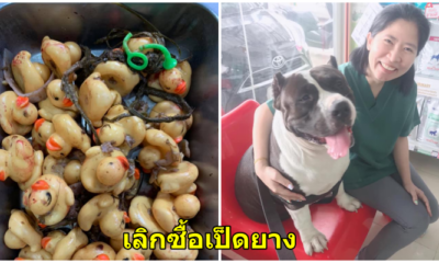 ูเตือนทาสหมาให้ระวัง! อุทาหรณ์น้องหมาบูลลี่กลืนกินของเล่นเป็ดยาง ผ่าท้องเจอถึง 32 ตัว - WORLD OF BUZZ 1