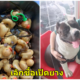 ูเตือนทาสหมาให้ระวัง! อุทาหรณ์น้องหมาบูลลี่กลืนกินของเล่นเป็ดยาง ผ่าท้องเจอถึง 32 ตัว - WORLD OF BUZZ 1