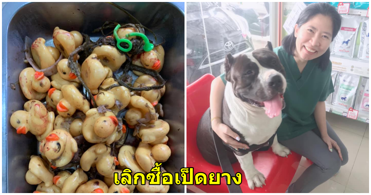 ูเตือนทาสหมาให้ระวัง! อุทาหรณ์น้องหมาบูลลี่กลืนกินของเล่นเป็ดยาง ผ่าท้องเจอถึง 32 ตัว - WORLD OF BUZZ 1