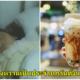 เด็กหญิง 8 ขวบเสียชีวิต หลังดื่มชาไข่มุกและกินของหวานเป็นประจำทุกวัน จนเกิดเป็นมะเร็งไต - WORLD OF BUZZ
