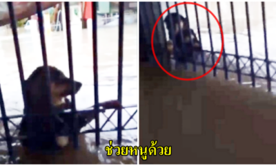 (คลิป) น่าสงสาร น้องหมาลอยมากับน้ำ ขอความช่วยเหลือจากชาวบ้าน - WORLD OF BUZZ
