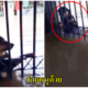 (คลิป) น่าสงสาร น้องหมาลอยมากับน้ำ ขอความช่วยเหลือจากชาวบ้าน - WORLD OF BUZZ