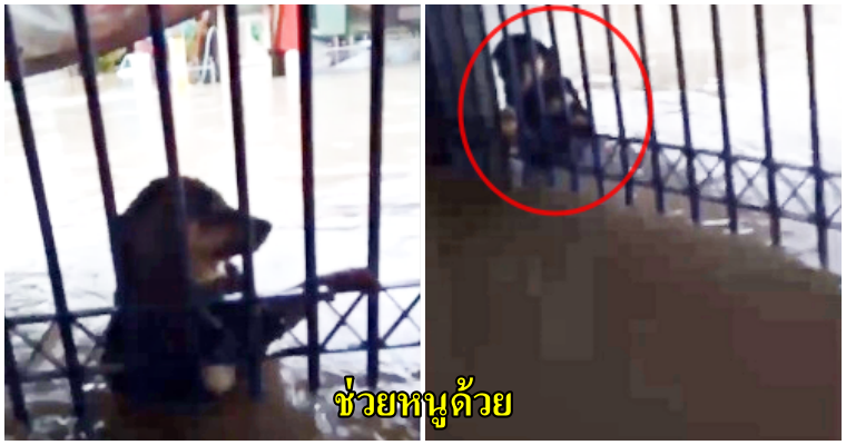 (คลิป) น่าสงสาร น้องหมาลอยมากับน้ำ ขอความช่วยเหลือจากชาวบ้าน - WORLD OF BUZZ
