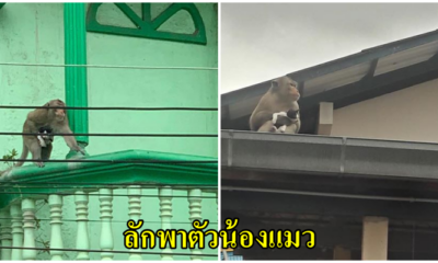 วอนคนใจดีช่วยน้องแมวด้วย เจ้าลิงลักพาตัวน้องแมว ปีนหลังคาไปทั่ว ชาวบ้านสงสารลูกแมวร้องให้ช่วย - WORLD OF BUZZ