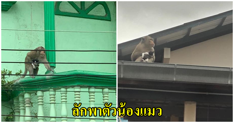 วอนคนใจดีช่วยน้องแมวด้วย เจ้าลิงลักพาตัวน้องแมว ปีนหลังคาไปทั่ว ชาวบ้านสงสารลูกแมวร้องให้ช่วย - WORLD OF BUZZ