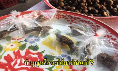 ชาวเน็ตแห่วิจารณ์ ยายจับนกมัดใส่ถุง หนุ่มโพตส์แฉ สภาพนกดิ้นรอคนใจบุญซื้อมาปล่อย น่าสงสาร - WORLD OF BUZZ
