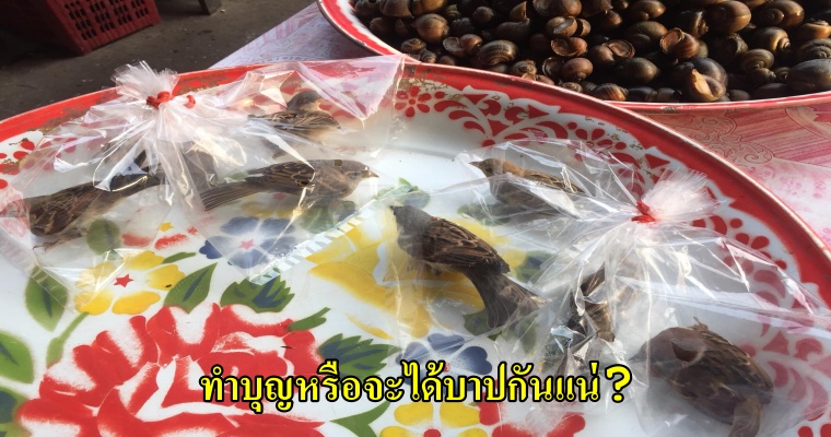 ชาวเน็ตแห่วิจารณ์ ยายจับนกมัดใส่ถุง หนุ่มโพตส์แฉ สภาพนกดิ้นรอคนใจบุญซื้อมาปล่อย น่าสงสาร - WORLD OF BUZZ