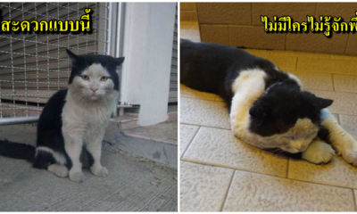 รู้จักกับ "พี่ชม"แมวเหมียวเซเลปเจ้าของประโยค "เมื่อใจเราสะอาด น้ำก็ไม่จำเป็นต้องอาบ" - WORLD OF BUZZ