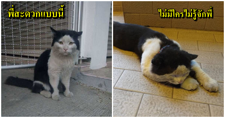 รู้จักกับ "พี่ชม"แมวเหมียวเซเลปเจ้าของประโยค "เมื่อใจเราสะอาด น้ำก็ไม่จำเป็นต้องอาบ" - WORLD OF BUZZ