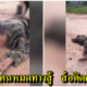 คลิปว่อน เจ้าของปล่อยร็อตไวเลอร์ ขย้ำคนสติไม่ดีจนลึกถึงกระดูก ทนายชี้ทำแบบนี้ถึงคุก ! - WORLD OF BUZZ