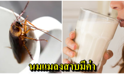 นักวิจัยพบ “นมแมลงสาบ” มีสารอาหารสูงกว่านมวัว 4 เท่า ชี้เป็นอาหารแห่งอนาคต! - WORLD OF BUZZ