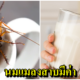 นักวิจัยพบ “นมแมลงสาบ” มีสารอาหารสูงกว่านมวัว 4 เท่า ชี้เป็นอาหารแห่งอนาคต! - WORLD OF BUZZ