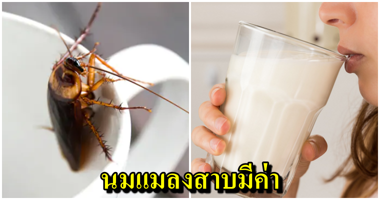 นักวิจัยพบ “นมแมลงสาบ” มีสารอาหารสูงกว่านมวัว 4 เท่า ชี้เป็นอาหารแห่งอนาคต! - WORLD OF BUZZ