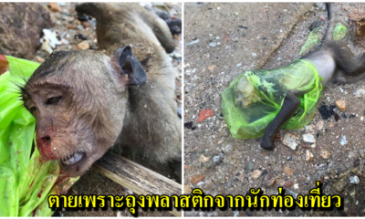 บาปบริสุทธิ์ หนุ่มโพสต์ภาพสุดสะเทือนใจ ไปเที่ยวเขาสามมุข เจอลูกลิงตายคาถุงพลาสติก ลอยกลางทะเล - WORLD OF BUZZ
