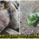 บาปบริสุทธิ์ หนุ่มโพสต์ภาพสุดสะเทือนใจ ไปเที่ยวเขาสามมุข เจอลูกลิงตายคาถุงพลาสติก ลอยกลางทะเล - WORLD OF BUZZ
