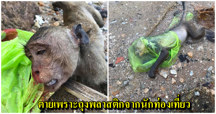 บาปบริสุทธิ์ หนุ่มโพสต์ภาพสุดสะเทือนใจ ไปเที่ยวเขาสามมุข เจอลูกลิงตายคาถุงพลาสติก ลอยกลางทะเล - WORLD OF BUZZ
