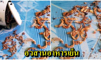 ผงะ! ซากจิ้งจกซ่อนเร้น ตรวจดูหม้อหุงข้าวที่บ้านของคุณให้ดี อาจมีจิ้งจกตายเป็นร้อยๆตัวแบบนี้ก็เป็นได้ - WORLD OF BUZZ 3