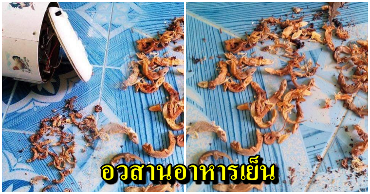 ผงะ! ซากจิ้งจกซ่อนเร้น ตรวจดูหม้อหุงข้าวที่บ้านของคุณให้ดี อาจมีจิ้งจกตายเป็นร้อยๆตัวแบบนี้ก็เป็นได้ - WORLD OF BUZZ 3