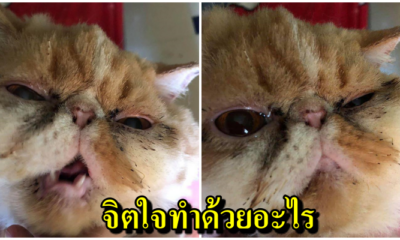 สาวฉุน แฟนเก่าบุกพักห้องเละ แถมตัดขน-เผาหนวดเผาน้องแมวแสนรัก - WORLD OF BUZZ 4