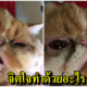 สาวฉุน แฟนเก่าบุกพักห้องเละ แถมตัดขน-เผาหนวดเผาน้องแมวแสนรัก - WORLD OF BUZZ 4