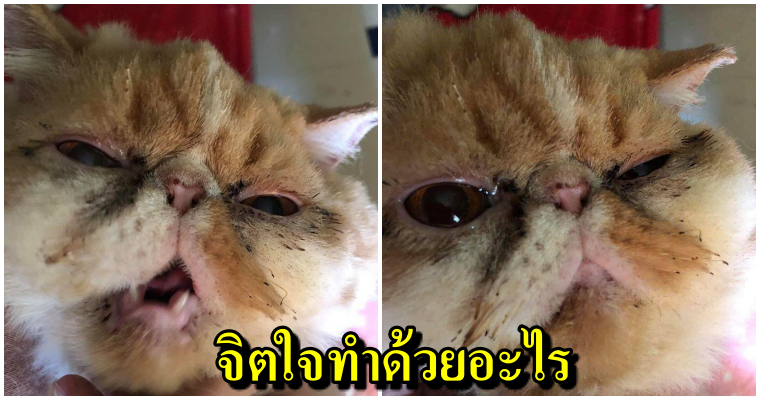 สาวฉุน แฟนเก่าบุกพักห้องเละ แถมตัดขน-เผาหนวดเผาน้องแมวแสนรัก - WORLD OF BUZZ 4