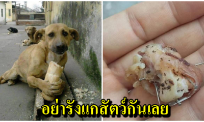 สุนัขจรจัดโดนคนจิตใจโหดเหี้ยมเอาตะปูยัดไส้ในขนมปังโยนให้กิน - WORLD OF BUZZ 5