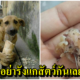 สุนัขจรจัดโดนคนจิตใจโหดเหี้ยมเอาตะปูยัดไส้ในขนมปังโยนให้กิน - WORLD OF BUZZ 5