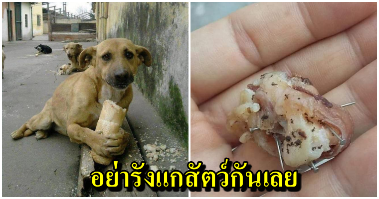 สุนัขจรจัดโดนคนจิตใจโหดเหี้ยมเอาตะปูยัดไส้ในขนมปังโยนให้กิน - WORLD OF BUZZ 5