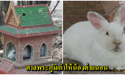 ใครมีศาลพระภูมิเก่า อย่าทิ้ง!! ใช้พักพิงให้น้องกระต่ายน้อยหลบแดดหลบฝน - WORLD OF BUZZ