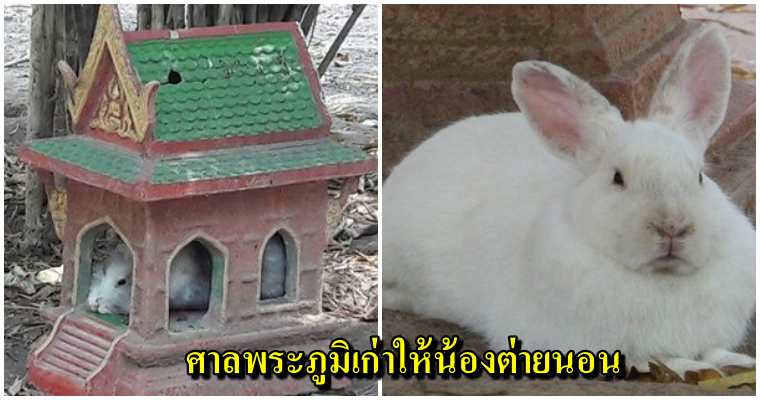 ใครมีศาลพระภูมิเก่า อย่าทิ้ง!! ใช้พักพิงให้น้องกระต่ายน้อยหลบแดดหลบฝน - WORLD OF BUZZ