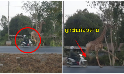 ชาวเน็ตสงสัย คลิปเร่งเครื่อง “จยย.ชนขายีราฟ” อยากรู้เจตนาตั้งใจชนหรือไม่ (คลิป) - WORLD OF BUZZ
