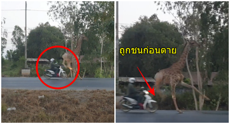 ชาวเน็ตสงสัย คลิปเร่งเครื่อง “จยย.ชนขายีราฟ” อยากรู้เจตนาตั้งใจชนหรือไม่ (คลิป) - WORLD OF BUZZ
