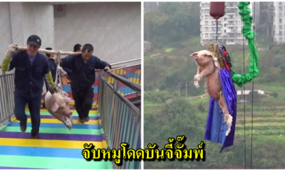 วิจารณ์ยับ! สวนสนุกจีนจับหมูเป็นๆโดดบันจี้จั๊มพ์ สูงกว่า68เมตร เพื่อเปิดตัวเครื่องเล่นใหม่ - WORLD OF BUZZ